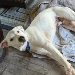 Shelter Stray Male Dog last seen , 5570 Sturmer Park Cir, Winston-Salem, NC 27105, USA