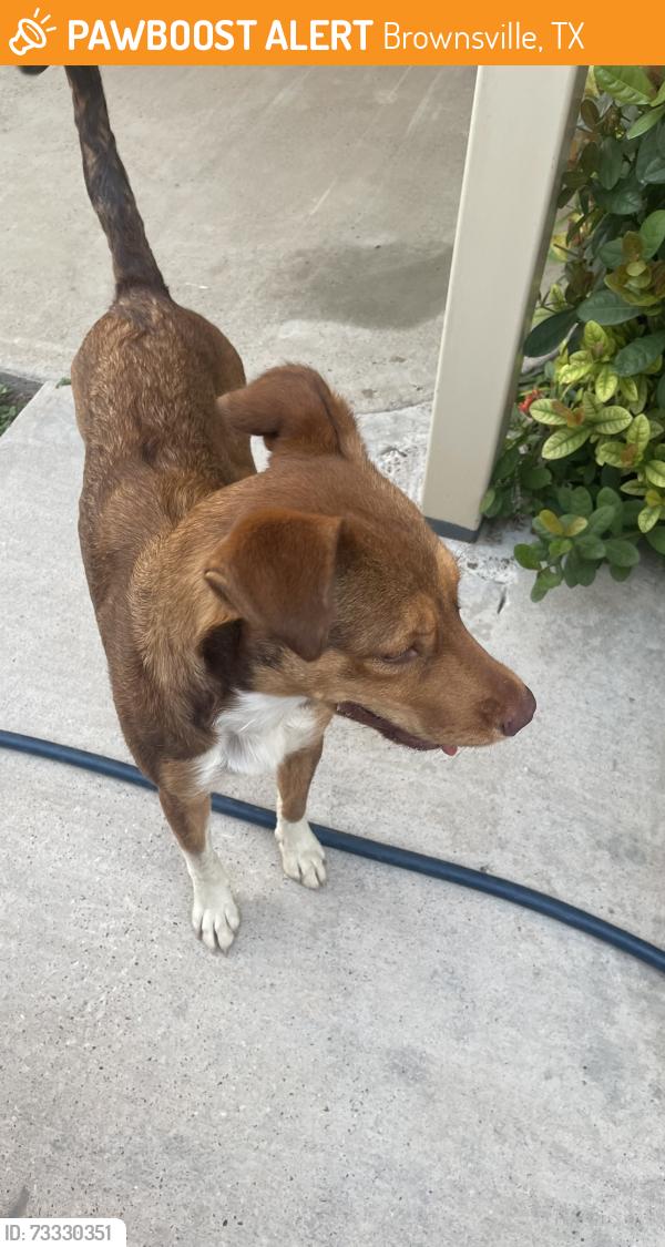 Found/Stray Unknown Dog last seen Naranjo & Burk oak, Brownsville, TX 78575