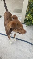 Found/Stray Unknown Dog last seen Naranjo & Burk oak, Brownsville, TX 78575