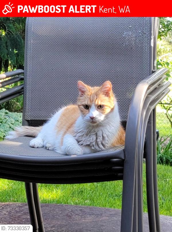 Lost Male Cat last seen 124th and 256th Ave SE, Kent, WA 98030