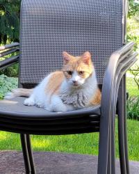 Lost Male Cat last seen 124th and 256th Ave SE, Kent, WA 98030