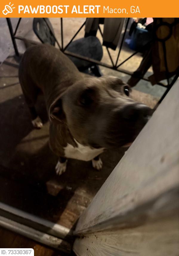 Found/Stray Male Dog last seen Colonial Drive /Edna, Macon, GA 31204