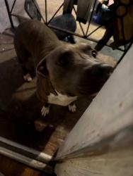 Found/Stray Male Dog last seen Colonial Drive /Edna, Macon, GA 31204