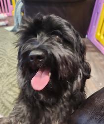 Reunited Male Dog last seen Herman st, White Settlement, TX 76108