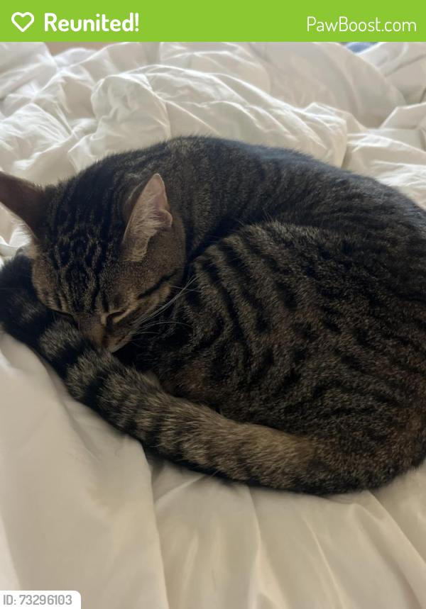 Reunited Male Cat last seen Laurel Lea Neighborhood - Reunion Road Porters Neck, Wilmington, NC 28411