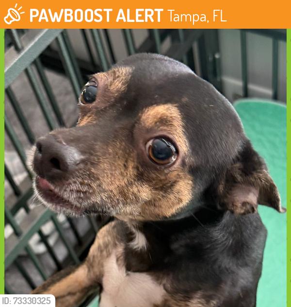 Found/Stray Male Dog last seen Woodbridge Blvd and Webb Road, Tampa, FL 33615