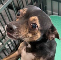 Found/Stray Male Dog last seen Woodbridge Blvd and Webb Road, Tampa, FL 33615