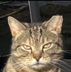 Lost Female Cat last seen Redwood Drive in Maplewood South in Amberwood neighborhood, Kyle, TX 78640