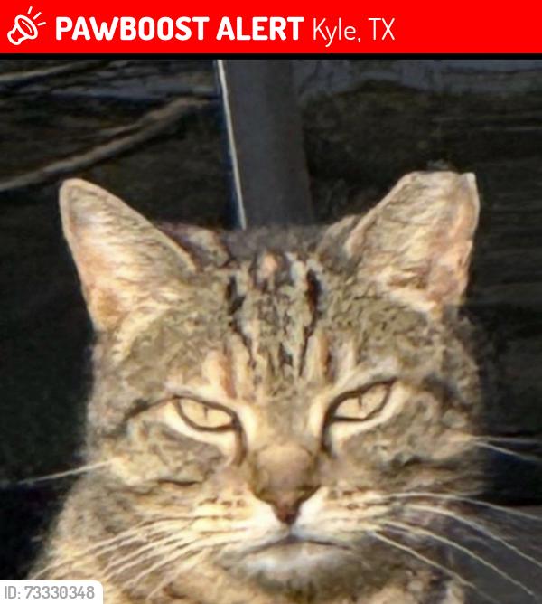 Lost Female Cat last seen Redwood Drive in Maplewood South in Amberwood neighborhood, Kyle, TX 78640