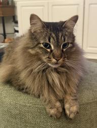 Lost Male Cat last seen Coxindale Drive Raleigh NC 27625, Raleigh, NC 27615