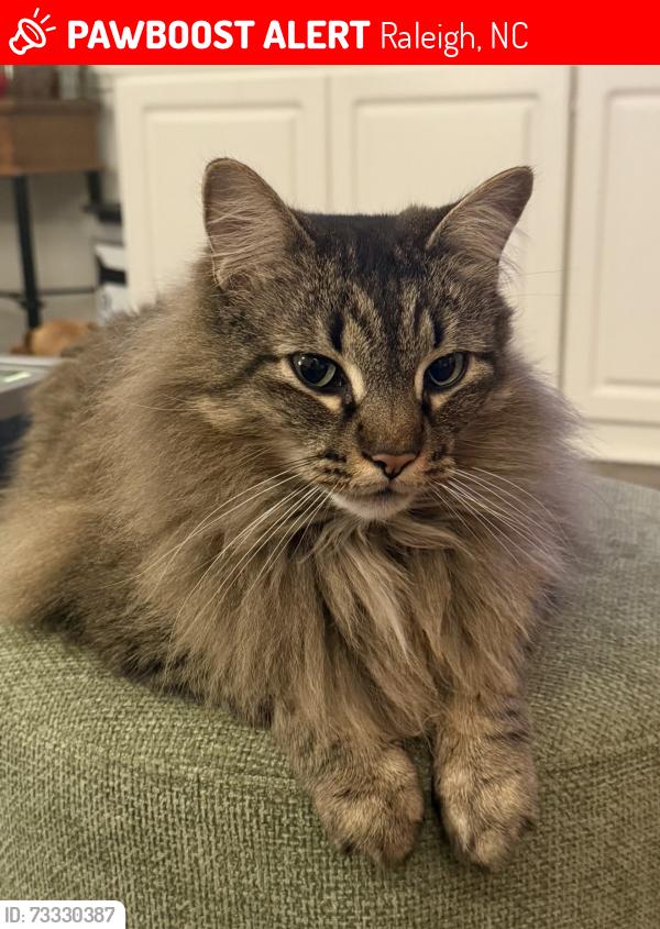 Lost Male Cat last seen Coxindale Drive Raleigh NC 27625, Raleigh, NC 27615