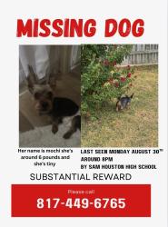 Lost Female Dog last seen sam houston high school, Arlington, TX 76014