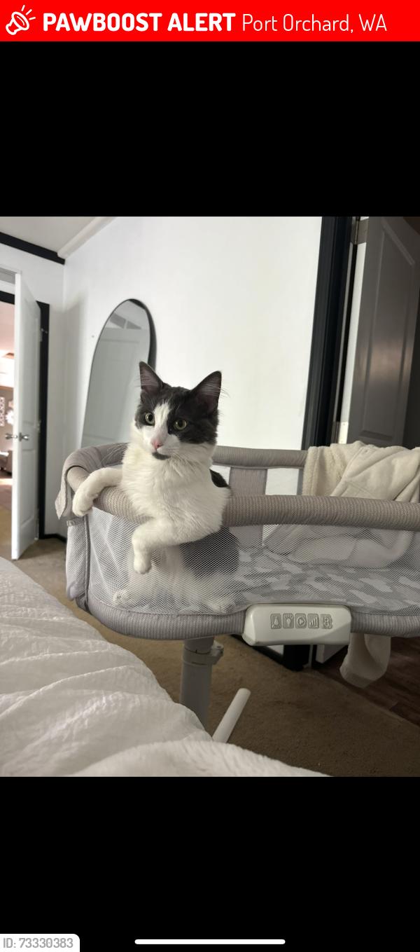Lost Male Cat last seen Mullinex, Port Orchard, WA 98367
