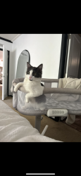 Lost Male Cat last seen Mullinex, Port Orchard, WA 98367