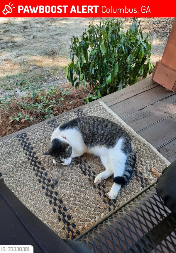 Lost Male Cat last seen County Line Road, Columbus, GA 31820