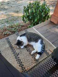 Lost Male Cat last seen County Line Road, Columbus, GA 31820