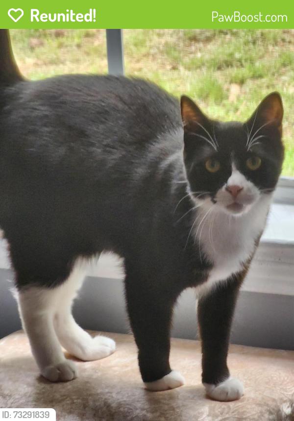 Reunited Male Cat last seen Grassdale villages at our home, Cartersville, GA 30121