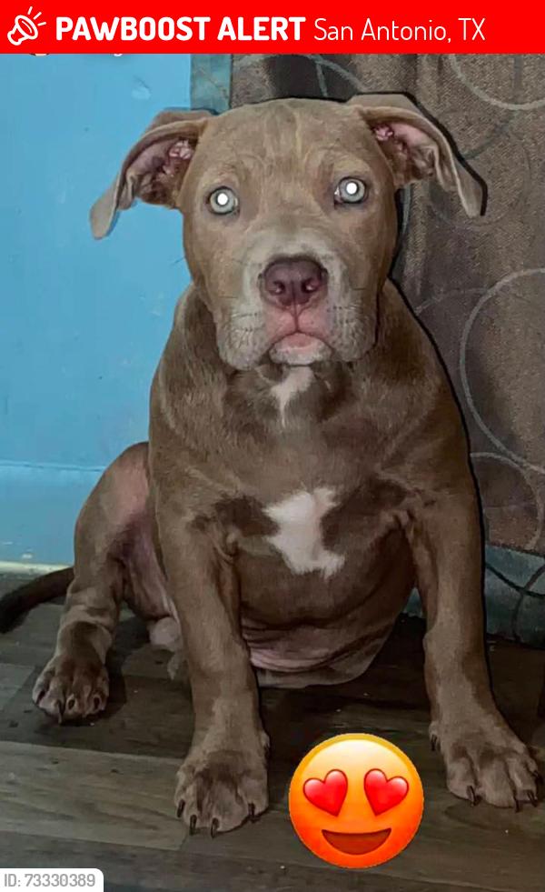 Lost Male Dog last seen Outside hse, San Antonio, TX 78237