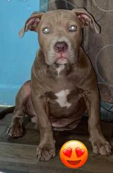 Lost Male Dog last seen Outside hse, San Antonio, TX 78237