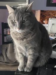 Lost Male Cat last seen Sprague and York roafs, Parma, OH 44130