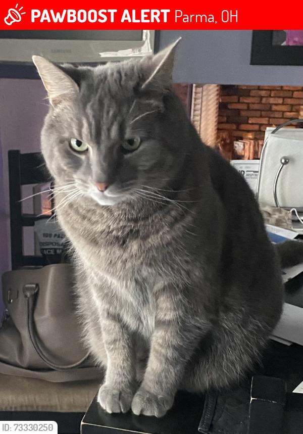 Lost Male Cat last seen Sprague and York roafs, Parma, OH 44130