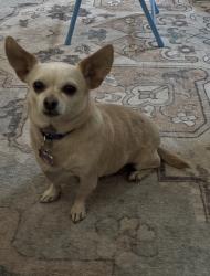 Reunited Female Dog last seen Near Hickory Ct. Near Prescott and Bangs, Modesto, CA 95356