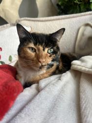 Lost Female Cat last seen Genesee and Governor, San Diego, CA 92122