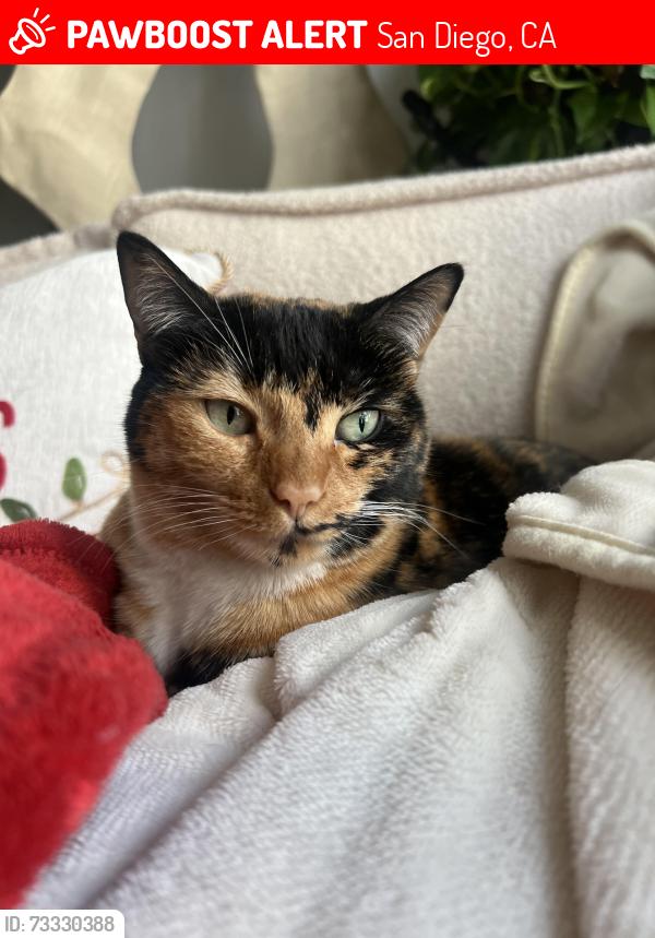 Lost Female Cat last seen Genesee and Governor, San Diego, CA 92122