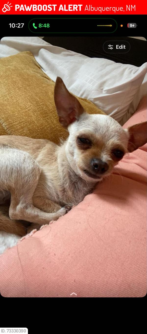 Lost Female Dog last seen Anderson se, Albuquerque, NM 87106