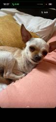 Lost Female Dog last seen Anderson se, Albuquerque, NM 87106