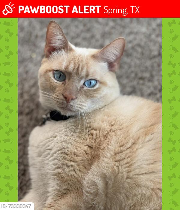 Lost Male Cat last seen BRISTOL MEMORIAL DR, Spring, TX 77379