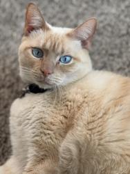 Lost Male Cat last seen BRISTOL MEMORIAL DR, Spring, TX 77379