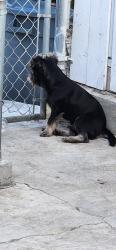 Reunited Male Dog last seen Oceanview Blvd San Diego ca, San Diego, CA 92121