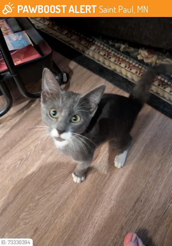 Found/Stray Female Cat last seen Near Kellogg Blvd. E, St. Paul, MN, Saint Paul, MN 55101