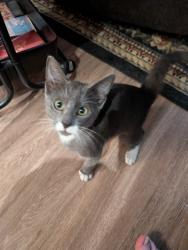 Found/Stray Female Cat last seen Near Kellogg Blvd. E, St. Paul, MN, Saint Paul, MN 55101