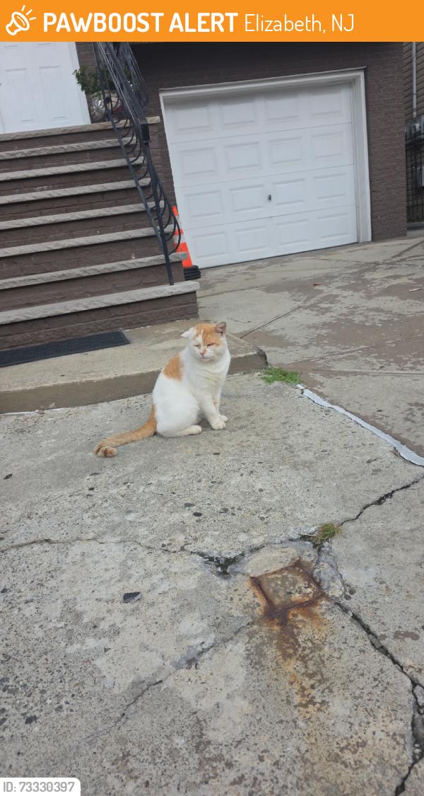 Found/Stray Unknown Cat last seen S Second St and Second Ave, Elizabeth, NJ 07206