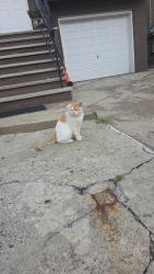 Found/Stray Unknown Cat last seen S Second St and Second Ave, Elizabeth, NJ 07206