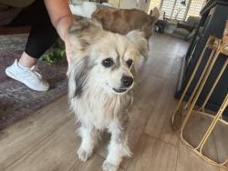 Reunited Male Dog last seen Avocado rd and fire mountain road, Oceanside, CA 92054