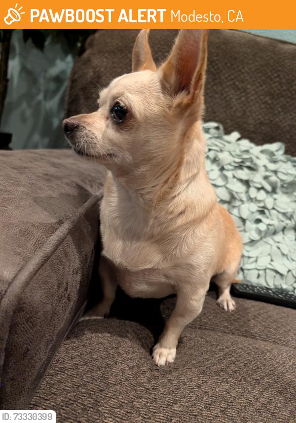 Found/Stray Female Dog last seen Prescott and bangs, Modesto, CA 95356