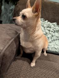 Found/Stray Female Dog last seen Prescott and bangs, Modesto, CA 95356