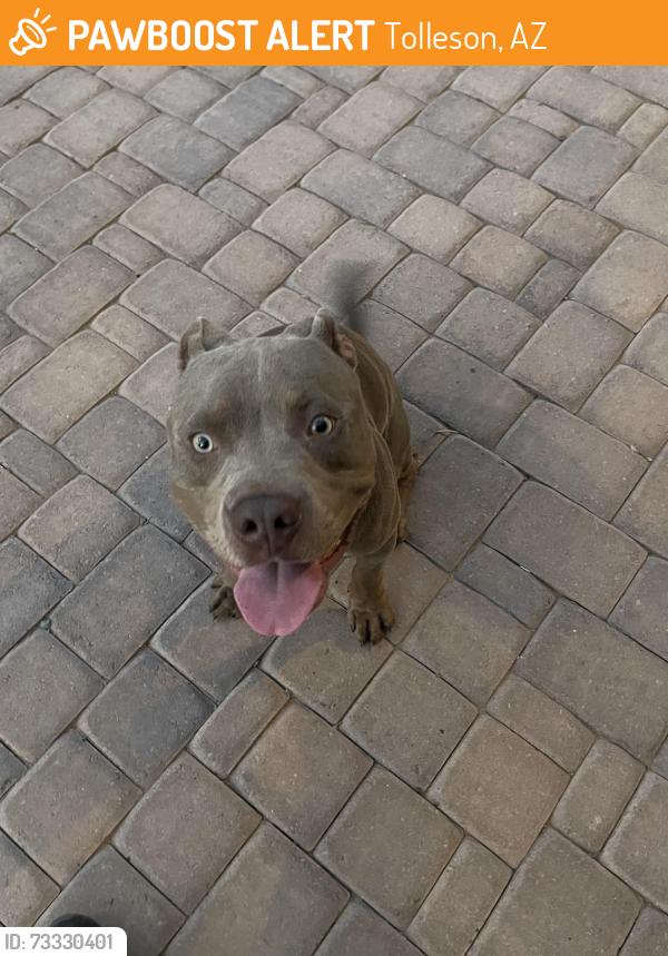 Found/Stray Male Dog last seen 91st and Broadway, Tolleson, AZ 85353