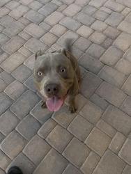 Found/Stray Male Dog last seen 91st and Broadway, Tolleson, AZ 85353