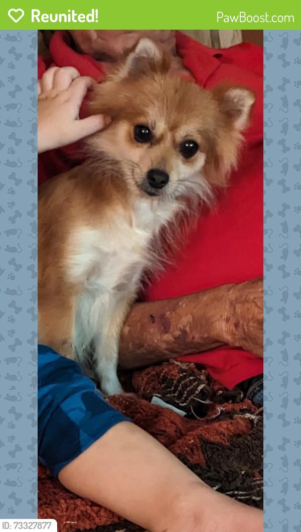 Reunited Female Dog last seen Bowlero and Coralwood Shopping Center, Cape Coral, FL 33990