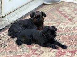 Lost Male Dog last seen Salish Tree Nursery, Kingston, WA 98346