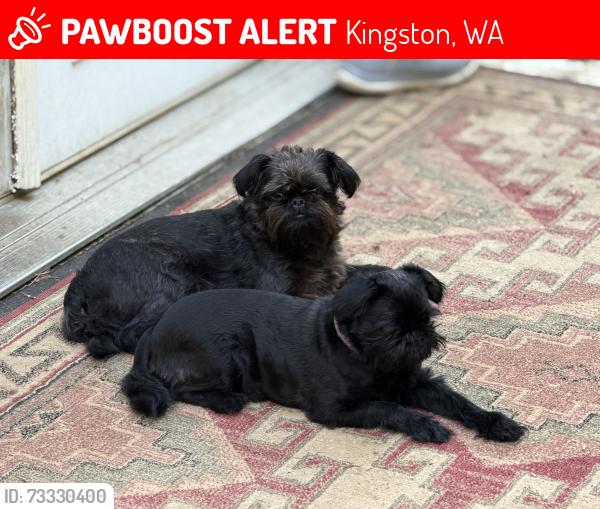 Lost Male Dog last seen Salish Tree Nursery, Kingston, WA 98346
