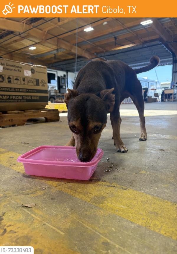 Found/Stray Male Dog last seen Ymca, Cibolo, TX 78108