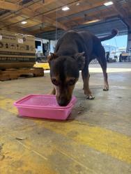 Found/Stray Male Dog last seen Ymca, Cibolo, TX 78108