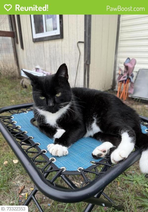 Reunited Male Cat last seen Near Gordon Ave, Lansing, MI 48910, USA, Lansing, MI 48910