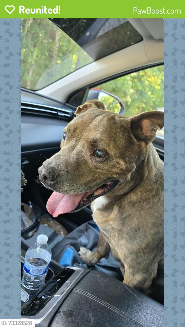 Reunited Male Dog last seen Ace hardware and 92, Dallas, GA 30132