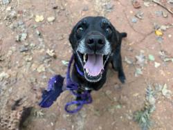 Shelter Stray Female Dog last seen CHARLOTTE, 8315 Byrum Dr, Charlotte, NC 28217, USA